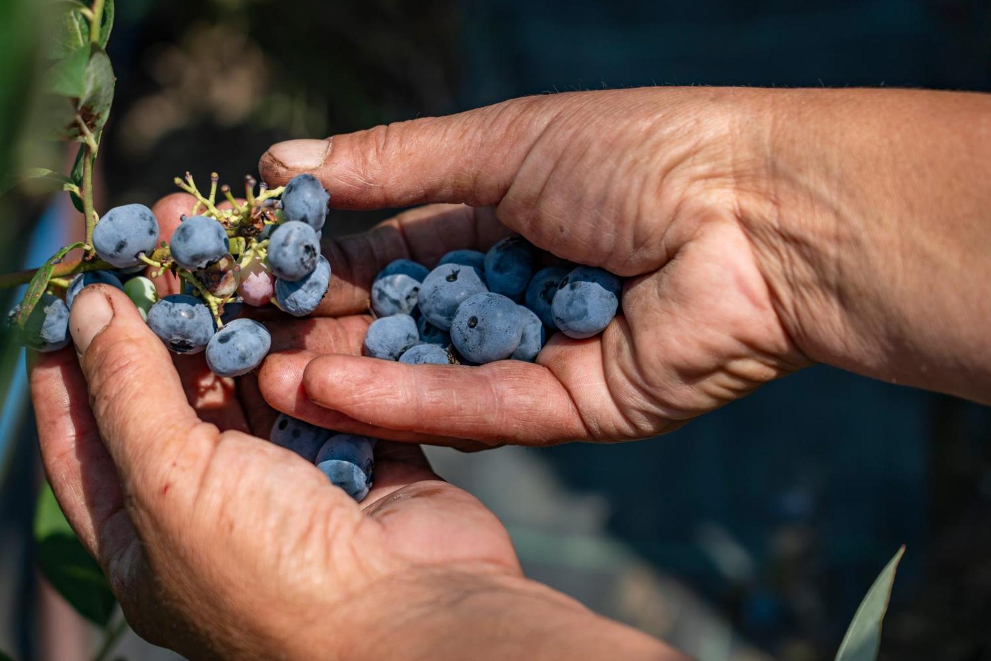 Vervio Agriturismo Ca Gianin מראה חיצוני תמונה